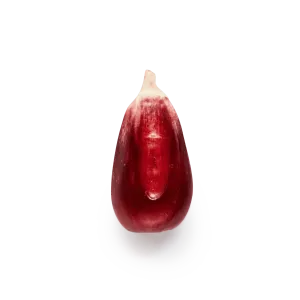 Red Cónico (Wholesale)