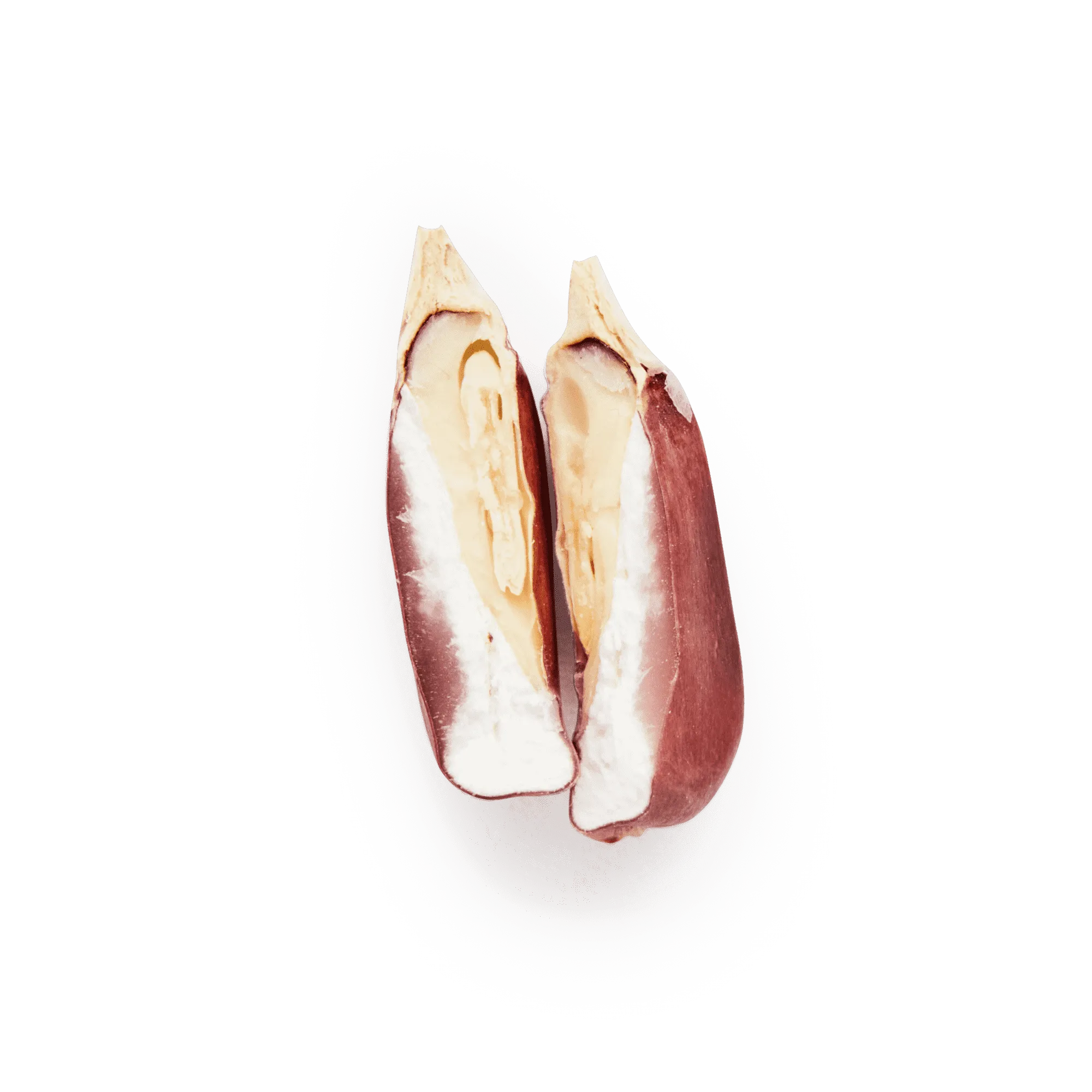 Red Cónico (Wholesale)